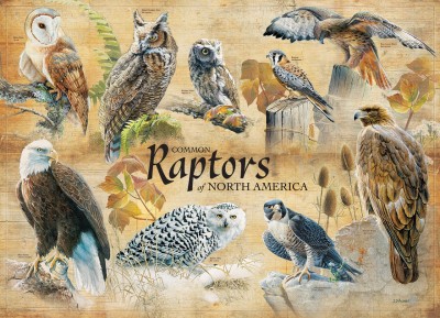 Cobble Hill 1000 - Common Raptors