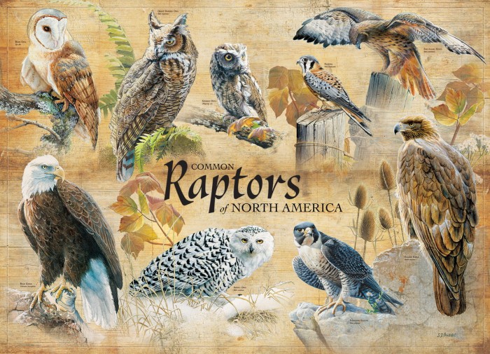 cobble-hill-outset-media-common-raptors-jigsaw-puzzle-1000-pieces_64969-1_fs.jpg