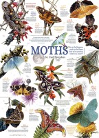 cobble-hill-outset-media-moth-collection-jigsaw-puzzle-1000-pieces_64963-1_fs.jpg