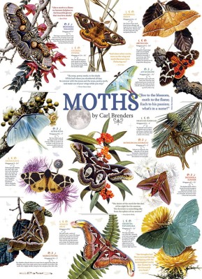 Cobble Hill 1000 - Moth Collection