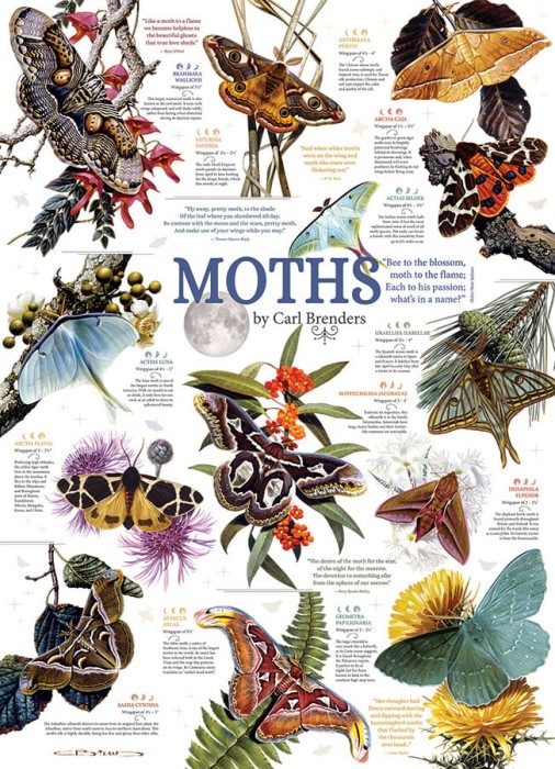 cobble-hill-outset-media-moth-collection-jigsaw-puzzle-1000-pieces_64963-1_fs.jpg