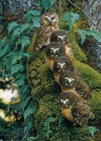 cobble-hill-outset-media-family-tree-jigsaw-puzzle-1000-pieces_64965-1_fs.jpg