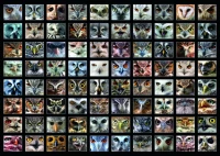 collage-owls-jigsaw-puzzle-1000-pieces.63379-1.fs.jpg