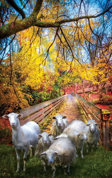 celebrate-life-gallery-sheep-crossing-jigsaw-puzzle-550-pieces_77227-1_fs.jpg