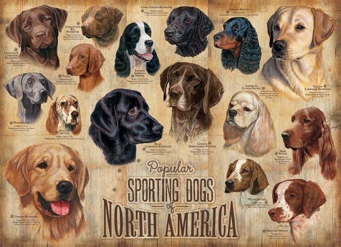 cobble-hill-outset-media-sporting-dogs-jigsaw-puzzle-1000-pieces_64968-1_fs.jpg