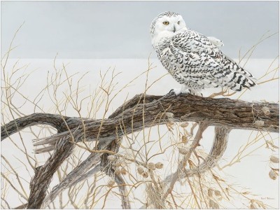 Cobble Hill 1000 XXL - Fallen Willow Snowy Owl