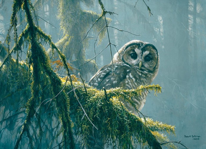 cobble-hill-outset-media-xxl-pieces-mossy-branches-spotted-owl-jigsaw-puzzle-500-pieces_65000-1_fs.jpg