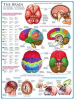jigsaw-puzzle-1000-pieces-the-brain_2217-1.jpg