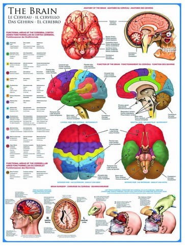jigsaw-puzzle-1000-pieces-the-brain_2217-1.jpg