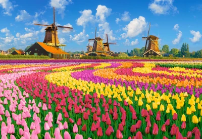 Castorland 1000 - Dutch Windmills Among Tulips