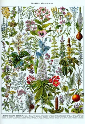 Grafika 1000 - llustration from Larousse: Medicinal Plants