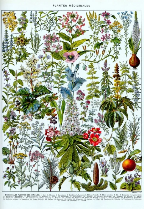 illustration-from-larousse-medicinal-plants-jigsaw-puzzle-1000-pieces.106200-1.fs.jpg