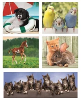 puzzle-10-in-1-animal-friends-jigsaw-puzzle-60-pieces.102447-2.fs.jpg
