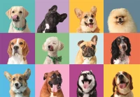xxl-pieces-funny-faces-jigsaw-puzzle-300-pieces.102441-1.fs.jpg