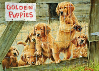 Cobble Hill 1000 - Golden Puppies