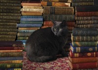cobble-hill-outset-media-library-cat-jigsaw-puzzle-1000-pieces.56095-1.fs.jpg
