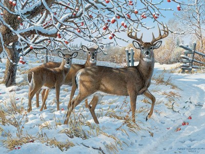 Cobble Hill 1000 - Persis Clayton Weirs - Winter Deer