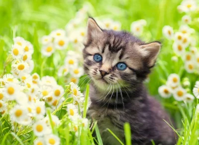Ravensburger 500 - Cat In The Garden
