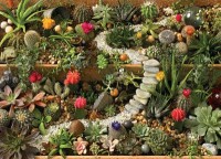 cobble-hill-outset-media-succulent-garden-jigsaw-puzzle-1000-pieces.64992-1.jpg