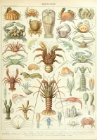 illustration-from-larousse-crustaceans-jigsaw-puzzle-1000-pieces.106827-1.fs.jpg