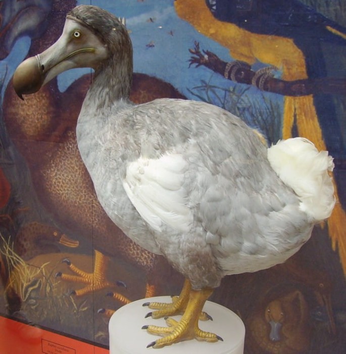 ballista-dodo-reconstruction-raphus-cucullatus-jigsaw-puzzle-1500-pieces_46861-1_fs.jpg