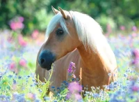 13294_1.webp