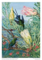 adult-sustainable-jigsaw-puzzle-kew-gardens-marianne-north-honeyflowers-and-honeysuckers-isbn-9781787558816.3.0.jpg