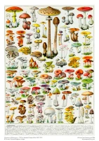 adult-sustainable-jigsaw-puzzle-mushrooms-&-fungi-by-adolphe-philippe-millot-isbn-9781835629512.3.0.jpg