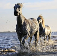 horses-jigsaw-puzzle-1500-pieces_55898-1_fs.jpg