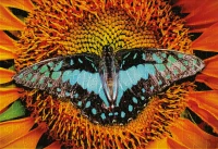 Puzzle 250 Colourful Nature 2 Butterfly 5902277342003 plansza 72ppi.jpg