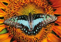 Puzzle 250 Colourful Nature 2 Butterfly 5902277342003 plansza_bez_wykrojnika 72ppi.jpg