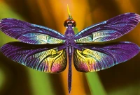 Puzzle 250 Colourful Nature 3 Dragonfly 5902277342010 plansza_bez_wykrojnika 72ppi.jpg