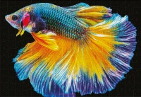 Puzzle 250 Colourful Nature 6 Fish 5902277342041 plansza 72ppi.jpg