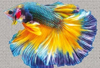 Puzzle 250 Colourful Nature 6 Fish 5902277342041 plansza_bez_wykrojnika 72ppi.jpg