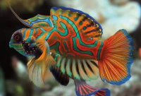 Puzzle 250 Colourful Nature 11 Mandarinfish 5902277385574 (3).jpg