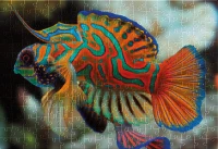 Puzzle 250 Colourful Nature 11 Mandarinfish 5902277385574 (1).jpg