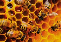 Puzzle 250 Colourful Nature 12 Bees 5902277405791 plansza 72ppi.jpg