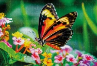 Puzzle 250 Colourful Nature 13 Postman Butterfly 5902277405807 plansza 72ppi.jpg