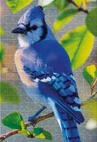 Puzzle 250 Colourful Nature 14 Blue Jay 5902277405814 plansza 72ppi.jpg