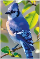 Puzzle 250 Colourful Nature 14 Blue Jay 5902277405814 plansza_bez_wykrojnika 72ppi.jpg