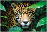 Puzzle 250 Wild Animals 1 Cheetah 5902277404978 plansza_bez_wykrojnika 72ppi.jpg