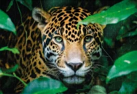 Puzzle 250 Wild Animals 1 Cheetah 5902277404978 plansza 72ppi.jpg