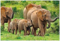 Puzzle 250 Wild Animals 2 Elephants 5902277404985 plansza_bez_wykrojnika 72ppi.jpg