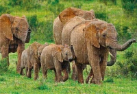 Puzzle 250 Wild Animals 2 Elephants 5902277404985 plansza 72ppi.jpg