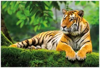 Puzzle 250 Wild Animals 3 Tiger 5902277404992 plansza_bez_wykrojnika 72ppi.jpg