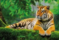 Puzzle 250 Wild Animals 3 Tiger 5902277404992 plansza 72ppi.jpg