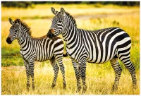 Puzzle 250 Wild Animals 4 Zebras 5902277405005 plansza_bez_wykrojnika 72ppi.jpg
