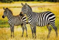 Puzzle 250 Wild Animals 4 Zebras 5902277405005 plansza 72ppi.jpg