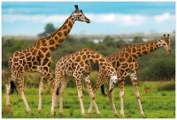 Puzzle 250 Wild Animals 5 Giraffes 5902277405012 plansza_bez_wykrojnika 72ppi.jpg