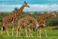 Puzzle 250 Wild Animals 5 Giraffes 5902277405012 plansza 72ppi.jpg